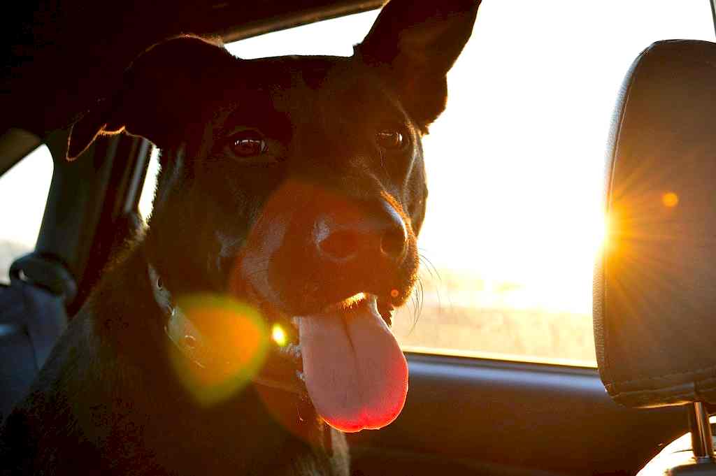 Cómo viajar en coche con tu mascota